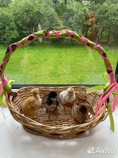 Цесарки 2 месяца и породистые цыплята