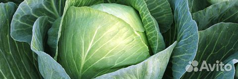 Семена Капусты 