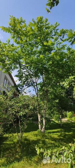 Саженцы маньчжурского ореха