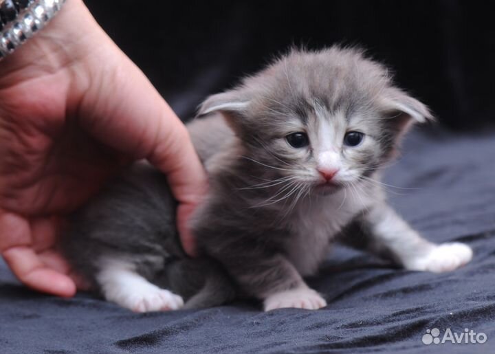 Норвежские лесные котята - домашний питомник