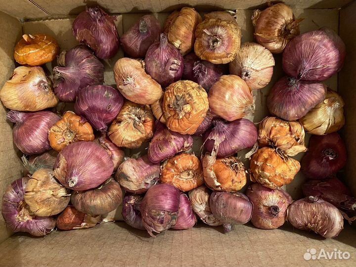 Гладиолусы лилии,иксия,лютики и др цветы на посад