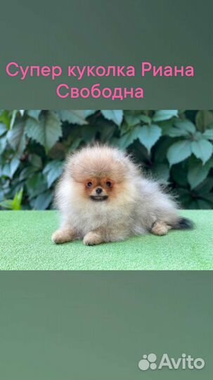 Померанский шпиц мини