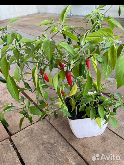 Перчик для подоконника