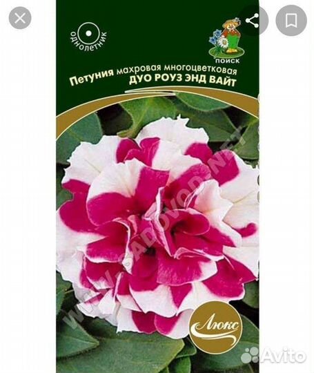 Петунья рассада