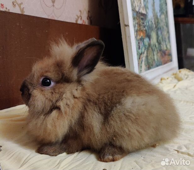 Карликовые львиноголовые крольчата