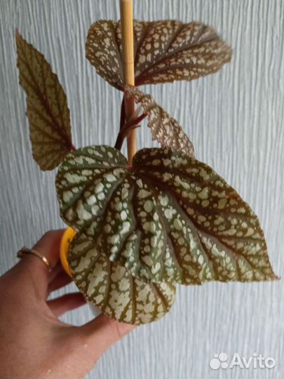 Бегонии Клеопатра; Серебристая