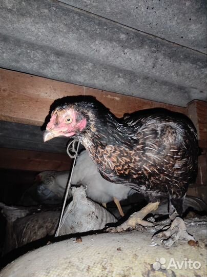 Бойцовые куры