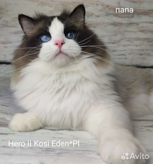 Рэгдолл с документами, ручные ласкушки