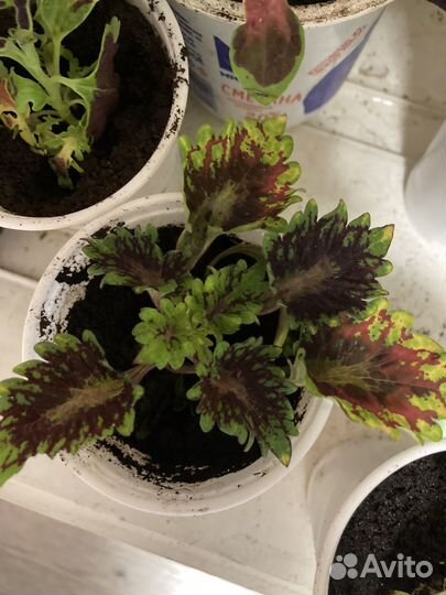 Колеусы вегетативные