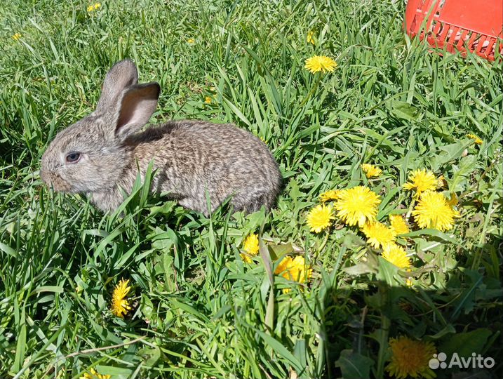 Крольчиха беременная, крольчата белый панон