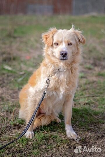 Песик из приюта ищет дом