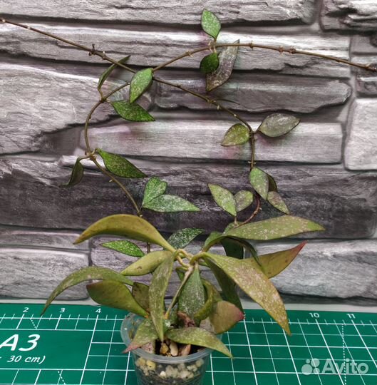 Мелколистные хойи 1