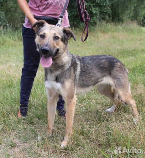 Собака в добрые руки, Мирта