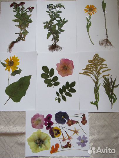 Гербарий лекарственные растения и сухоцветы