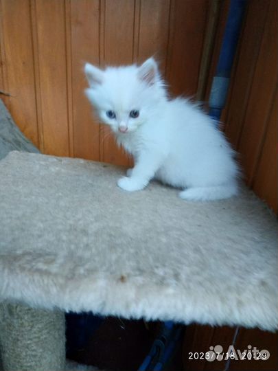 Котенок в дар