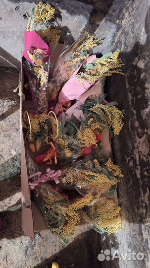 Мимоза букеты