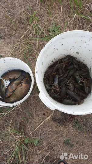 Живые раки, свежий улов всегда в наличии