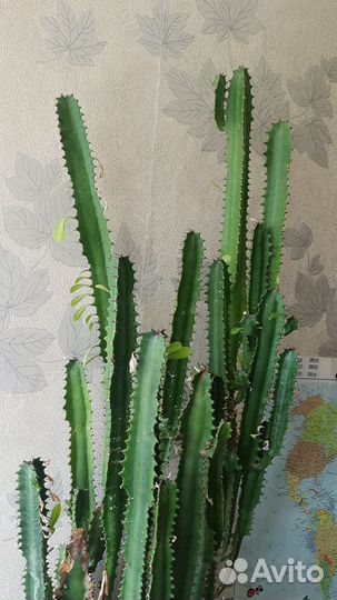 Кактус большой малочай(1м 50см.) 23 года