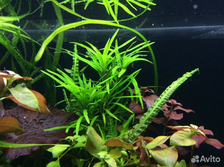 Погостемон эректус, амбулия и др