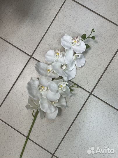 Орхидея дендробиум