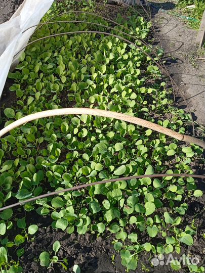 Рассада, помидор, капуста, перец, баклажан