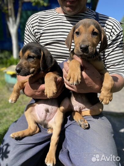 Собака в добрые руки для охоты