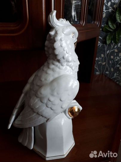 Большой попугай Германия