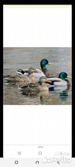 Дикая утка кряква