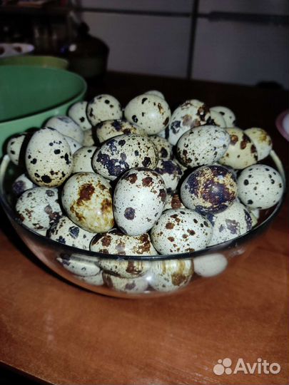 Мясо домашнего бройлера