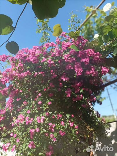 Комнатные и ландшафтные растения