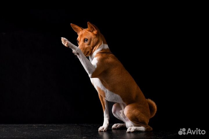 Басенджи вязка