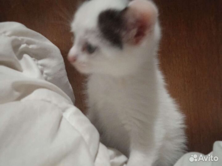 Отдаю котят