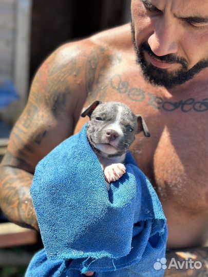 Щенки голубого амстаффа