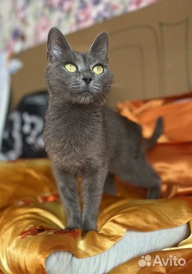 Кошка бесплатно