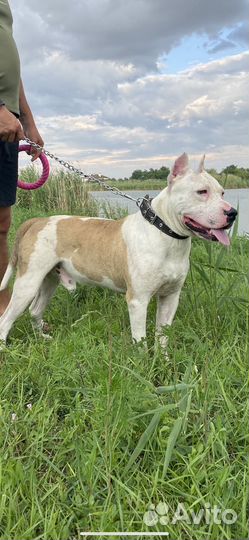 Стаффордширский терьер вязка