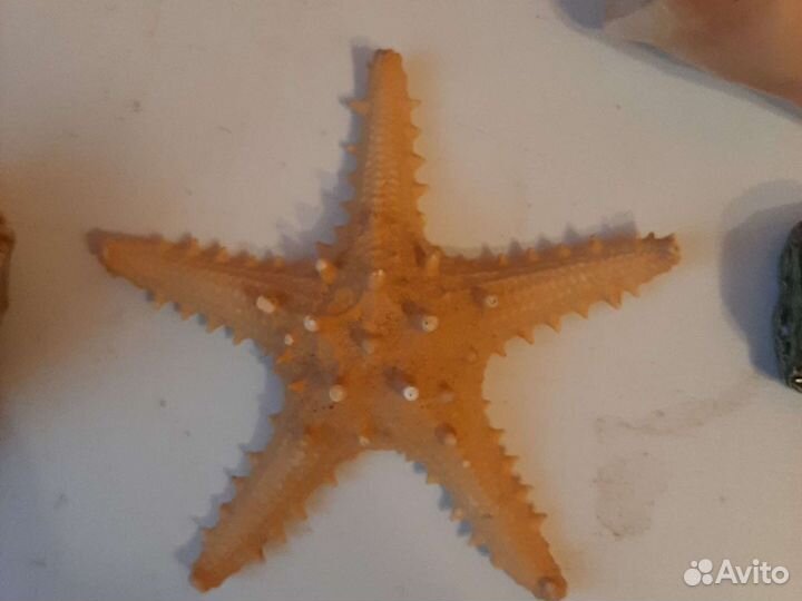 Морские раковины/ ракушки, Звезда