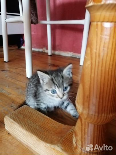 Кошки в добрые руки бесплатно