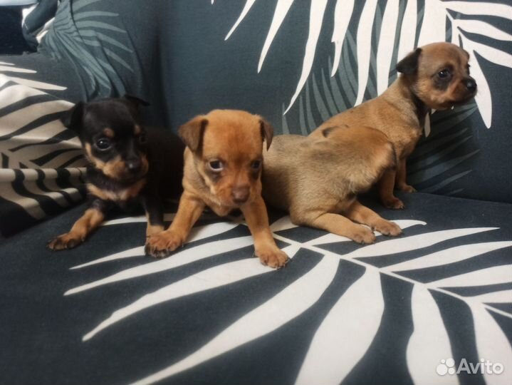 Той-терьер щенки