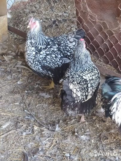 Семья кур виандот 3+1