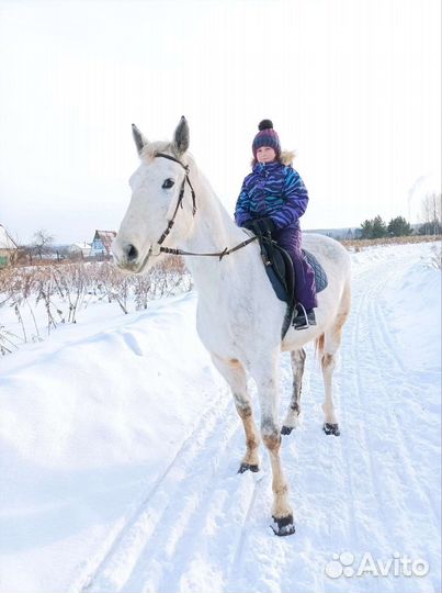 Прокат лошадей, экскурсии на конюшню, фотосессии