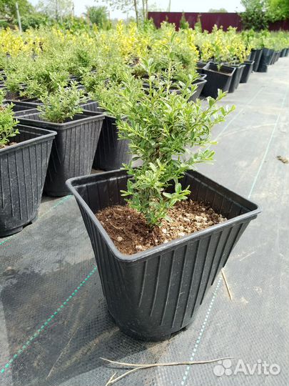 Декоративные растения