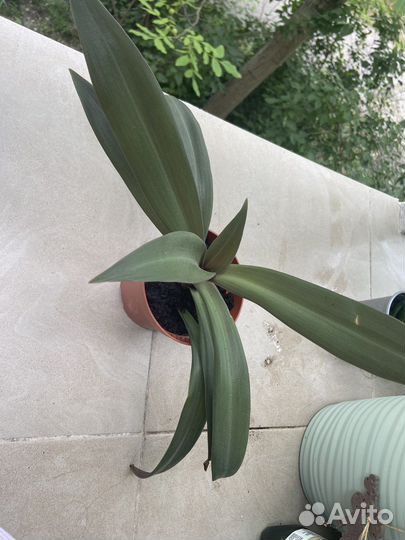 Традесканция Разноцветная