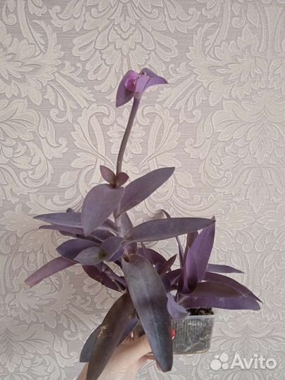 Традесканция бледная