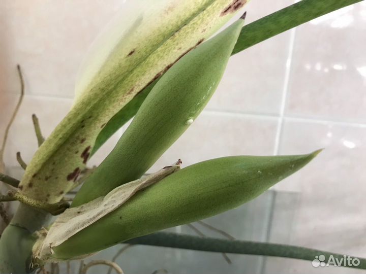 Филодендрон Изящный Elegans