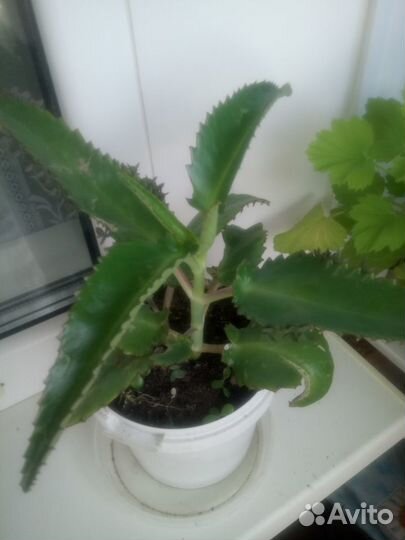 Каланхое Дегремона