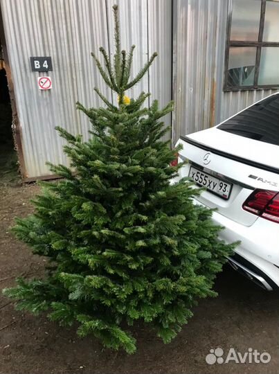 Ель сосна продажа