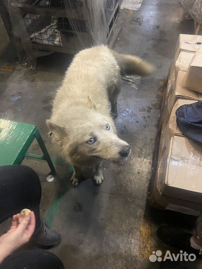 Найдена собака хаска