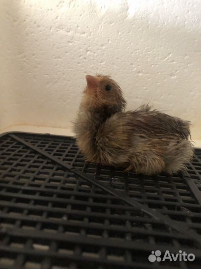 Цыплята Орпингтона золотоокаймленного