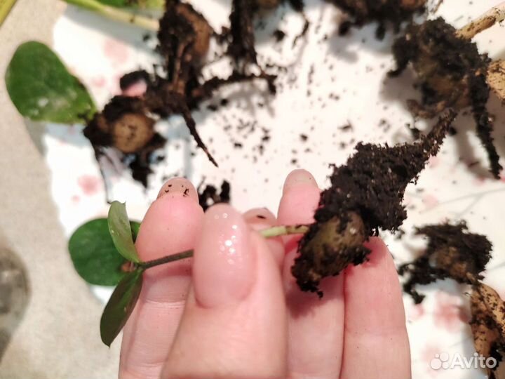 Замиокулькас