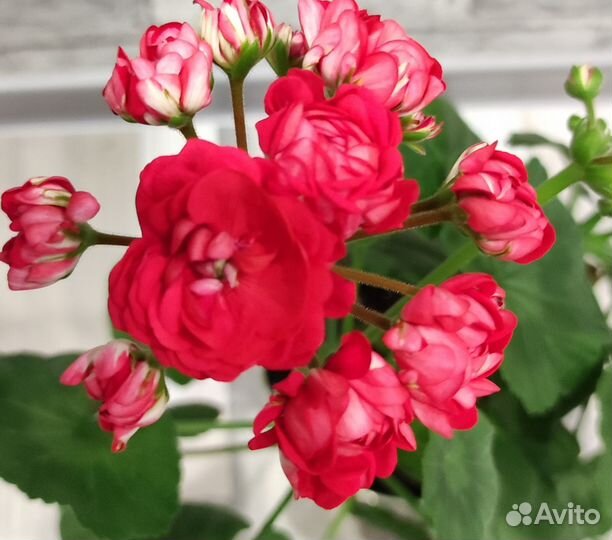 Герань пеларгония сортовая черенки